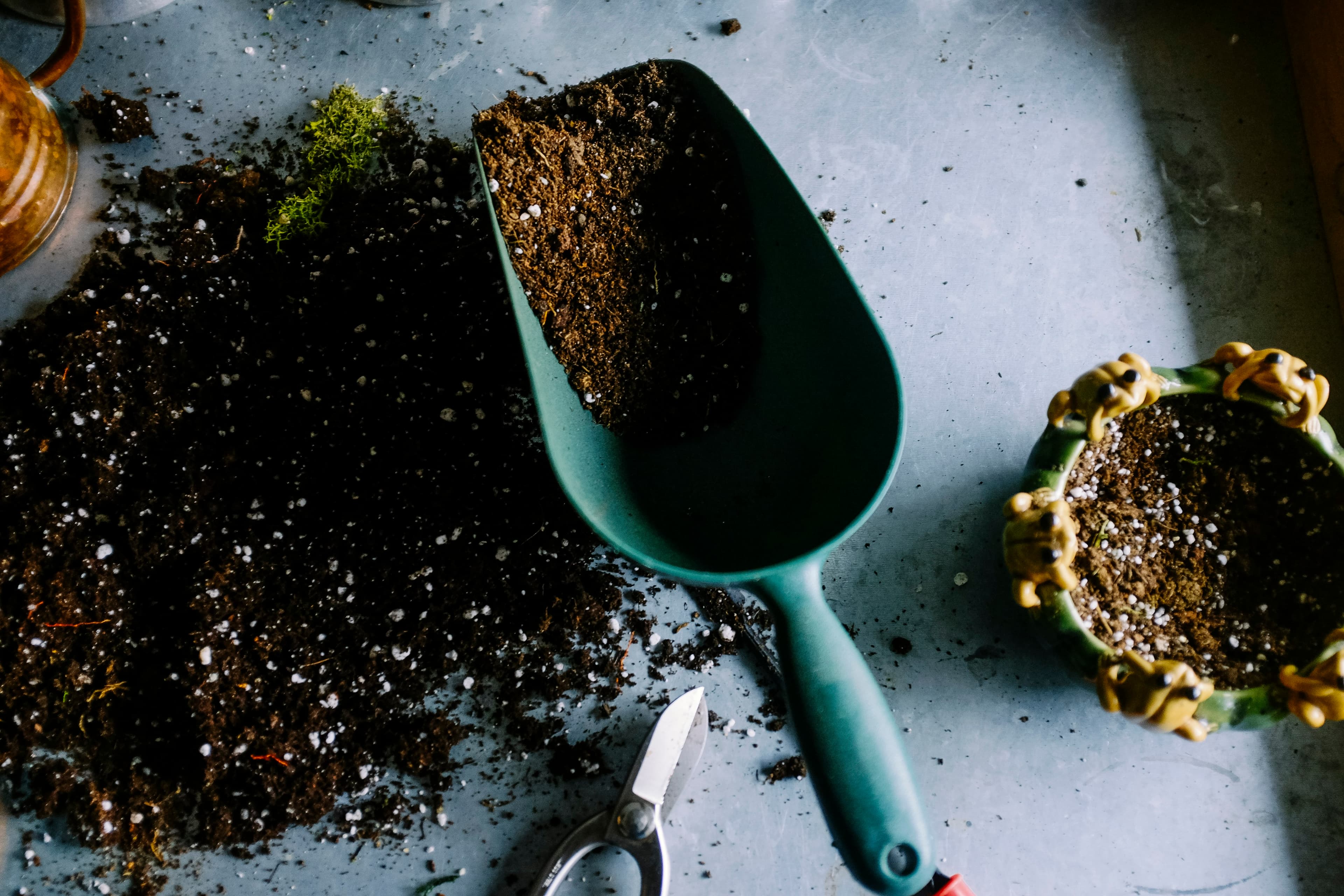 Plant seedlings growing in soil representing lunar farming research