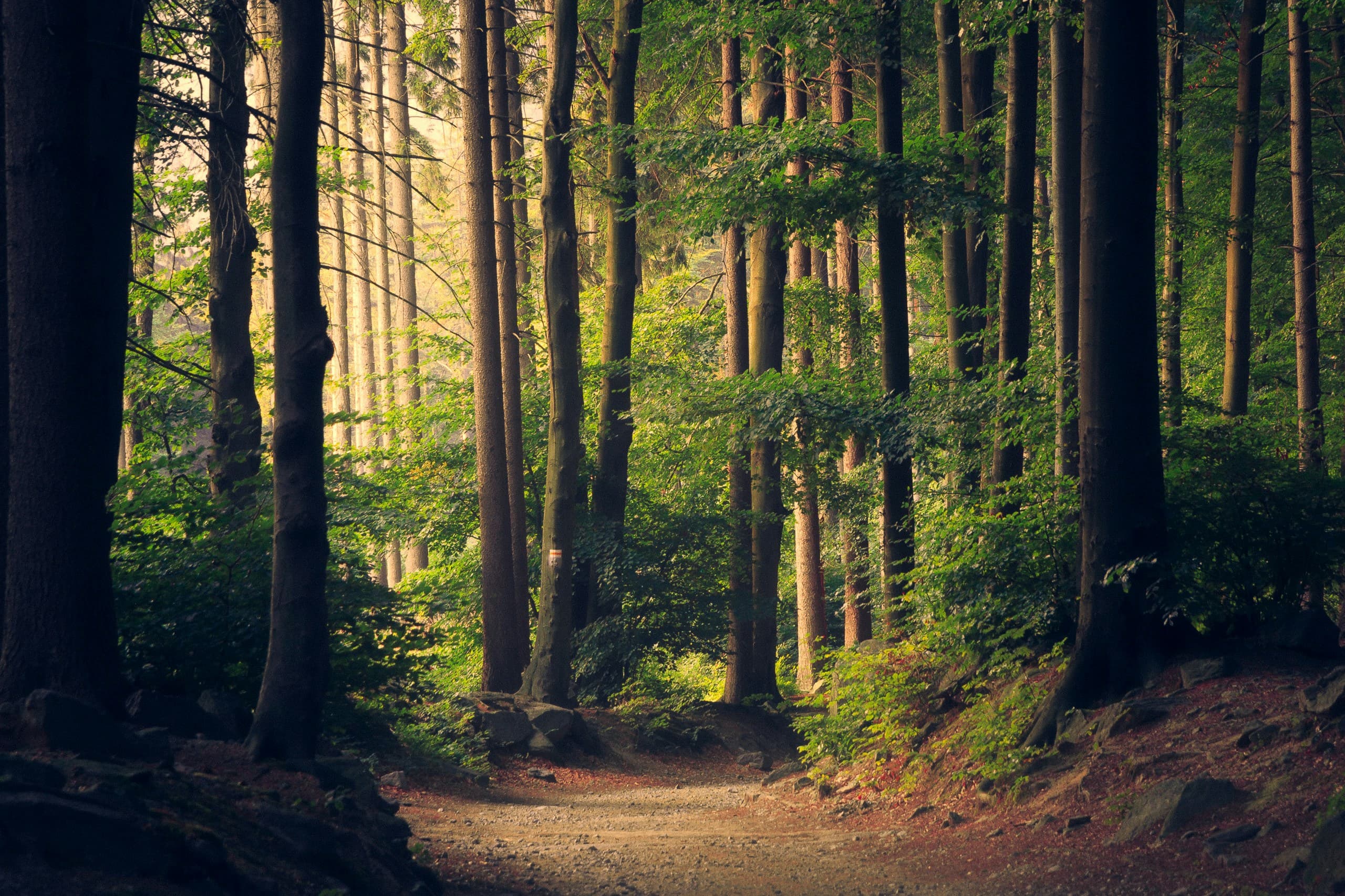 Forest canopy exposed to airborne particles and pollutants