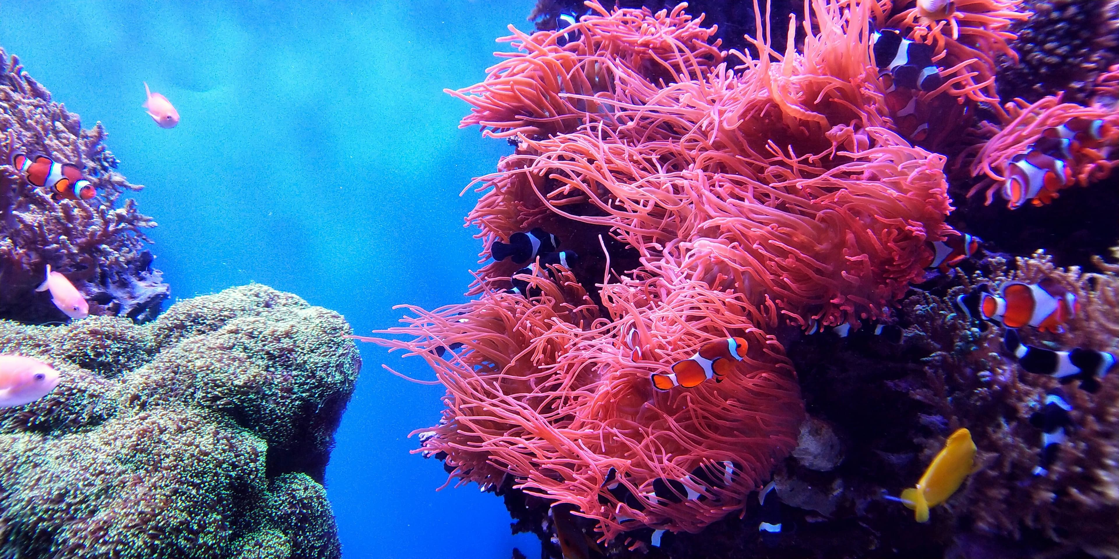 Oceanic Study Finds Deep-Sea Corals Evolving Heat Resistance